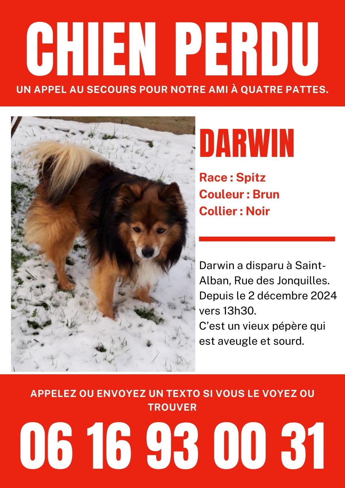 Perdu chien